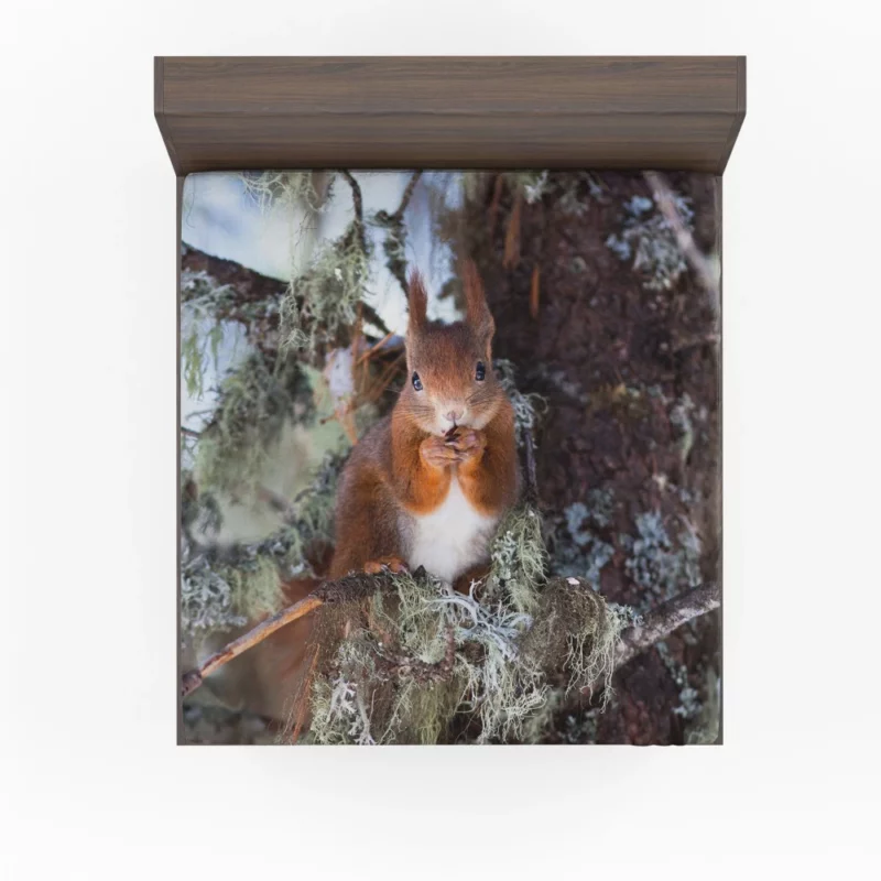 Squirrel Curious Essence Rodent World Fitted Sheet 1