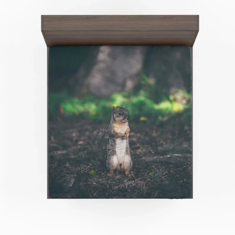 Squirrel Curious Rodent Nature Fitted Sheet 1