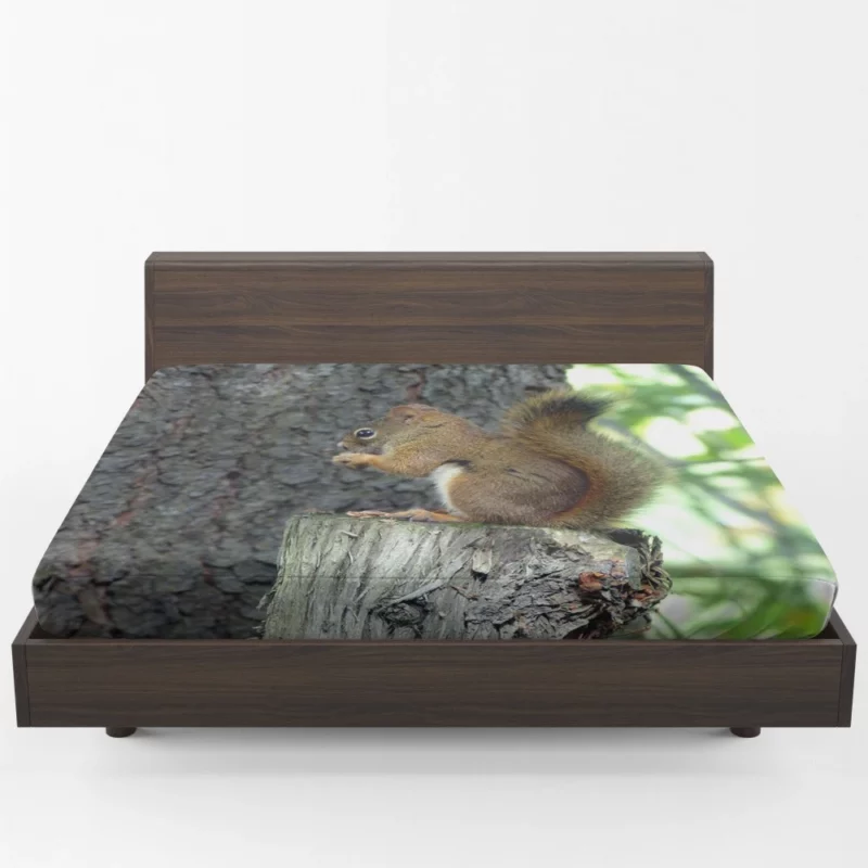 Squirrel Hidden Beauty Nature Gem Fitted Sheet