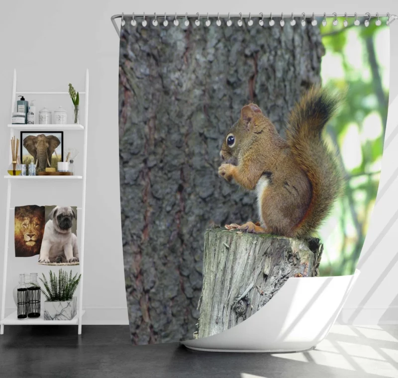 Squirrel Hidden Beauty Nature Gem Shower Curtain