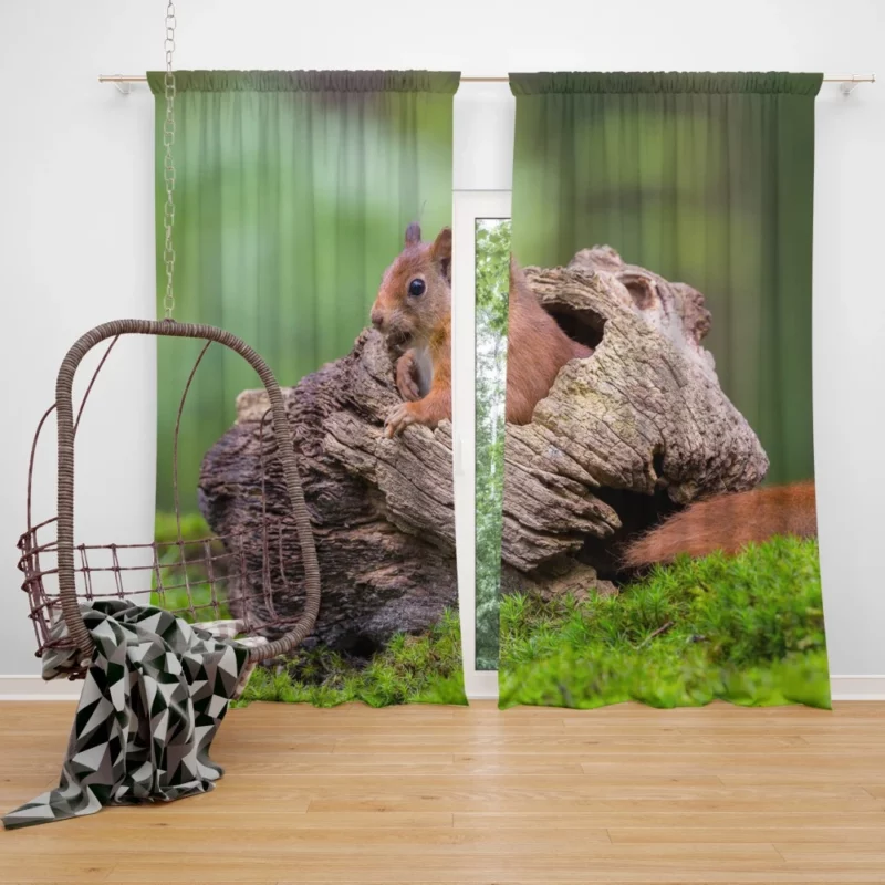 Squirrel Mossy Hideaway Forest Intrigue Curtain