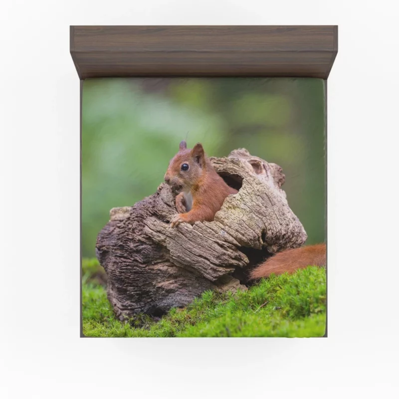 Squirrel Mossy Hideaway Forest Intrigue Fitted Sheet 1