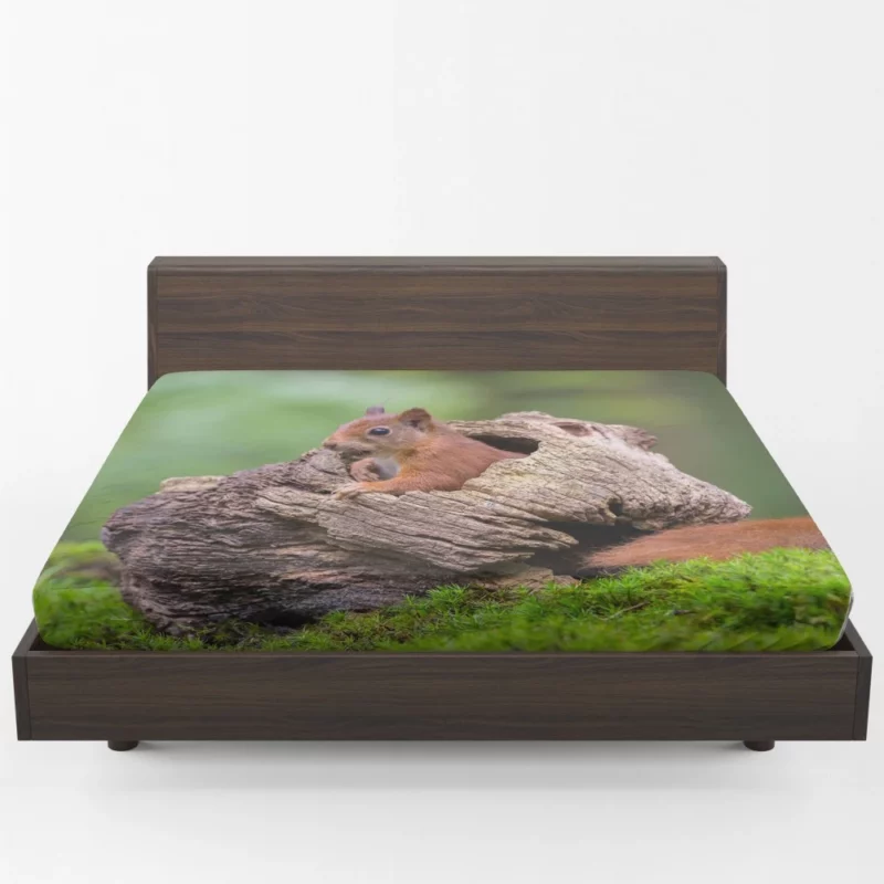 Squirrel Mossy Hideaway Forest Intrigue Fitted Sheet