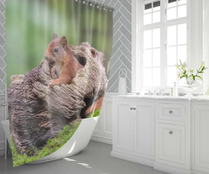 Squirrel Mossy Hideaway Forest Intrigue Shower Curtain 1