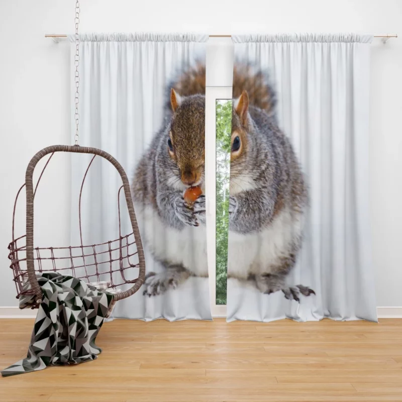 Squirrel Nutty Feast Rodent Antics Curtain