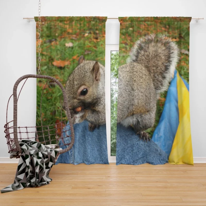 Squirrel Playful Acrobatics Natural Joy Curtain