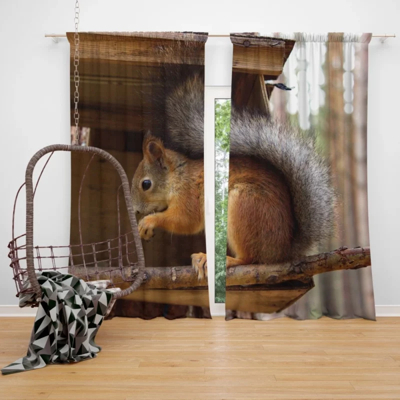 Squirrel Playful Antics Nature Joy Curtain