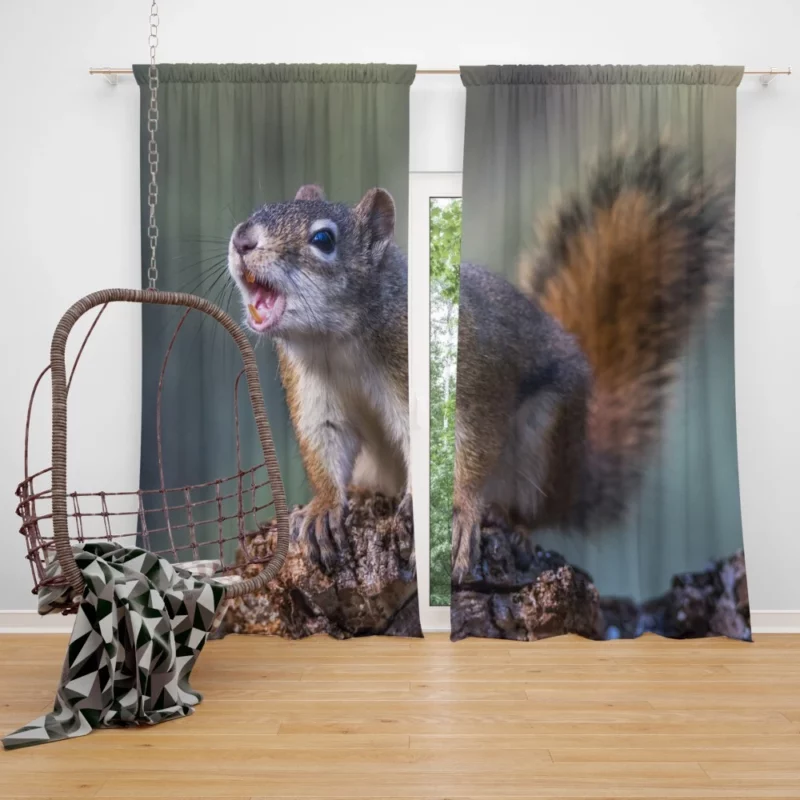 Squirrel Playful Garden Visitor Curtain