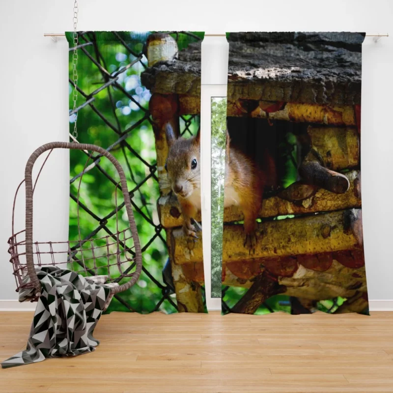 Squirrel Quick Glance Nature Intrigue Curtain