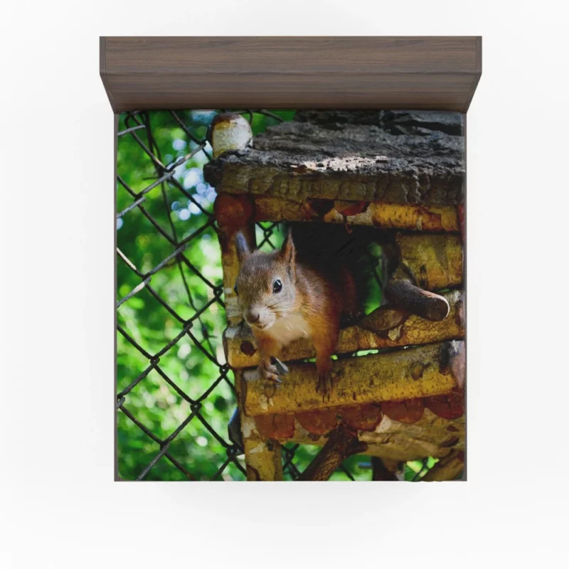 Squirrel Quick Glance Nature Intrigue Fitted Sheet 1