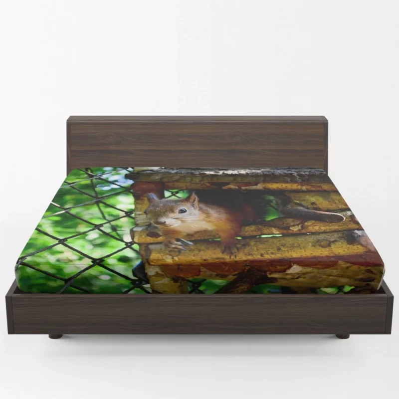 Squirrel Quick Glance Nature Intrigue Fitted Sheet