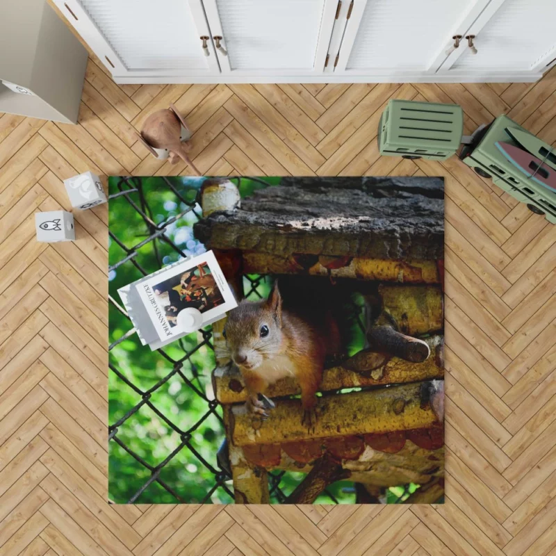 Squirrel Quick Glance Nature Intrigue Rug