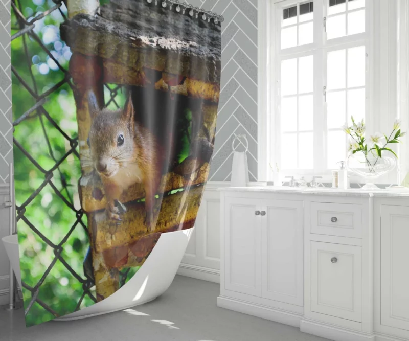 Squirrel Quick Glance Nature Intrigue Shower Curtain 1