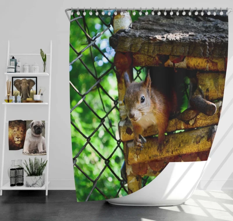 Squirrel Quick Glance Nature Intrigue Shower Curtain