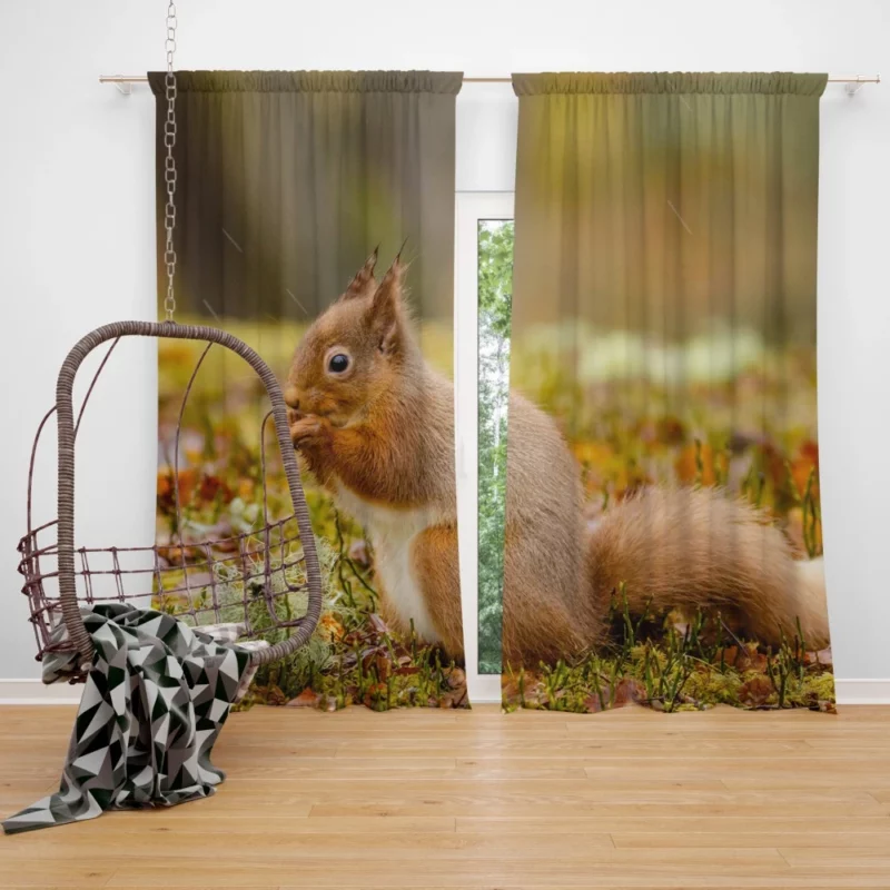 Squirrel Rodent Adventure Foraging Fun Curtain