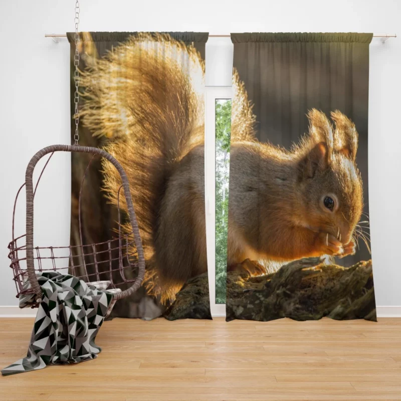 Squirrel Sunny Rodent Adventure Curtain