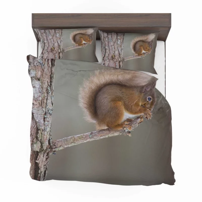 Squirrel Whiskers Curious Charm Bedding Set 1