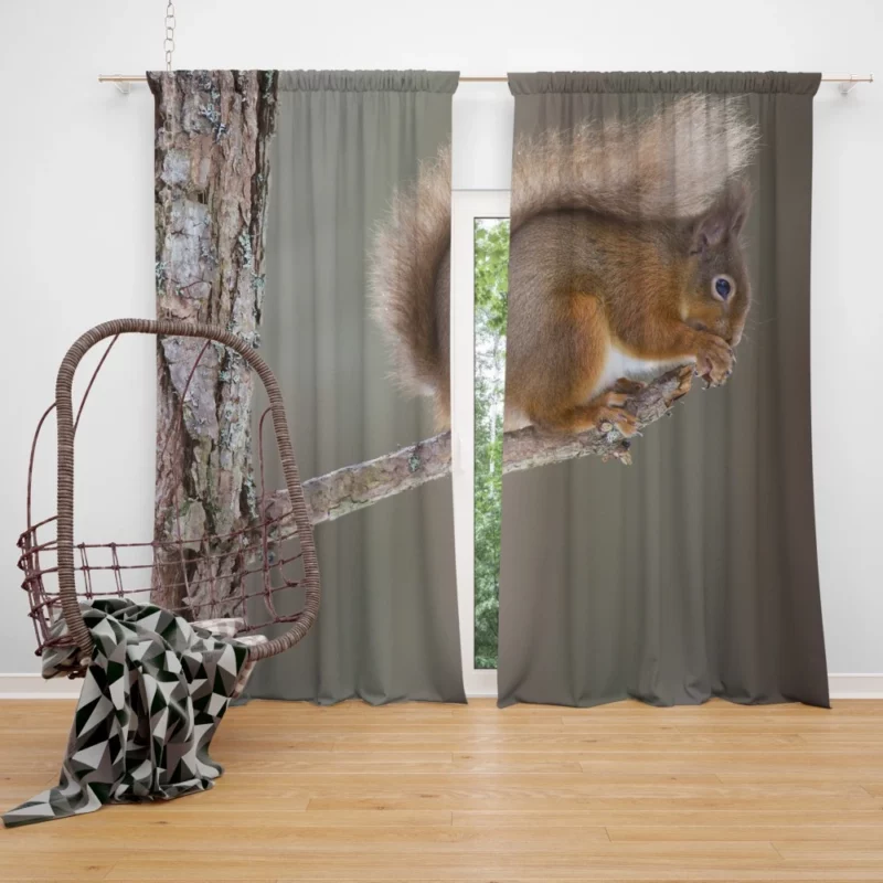 Squirrel Whiskers Curious Charm Curtain