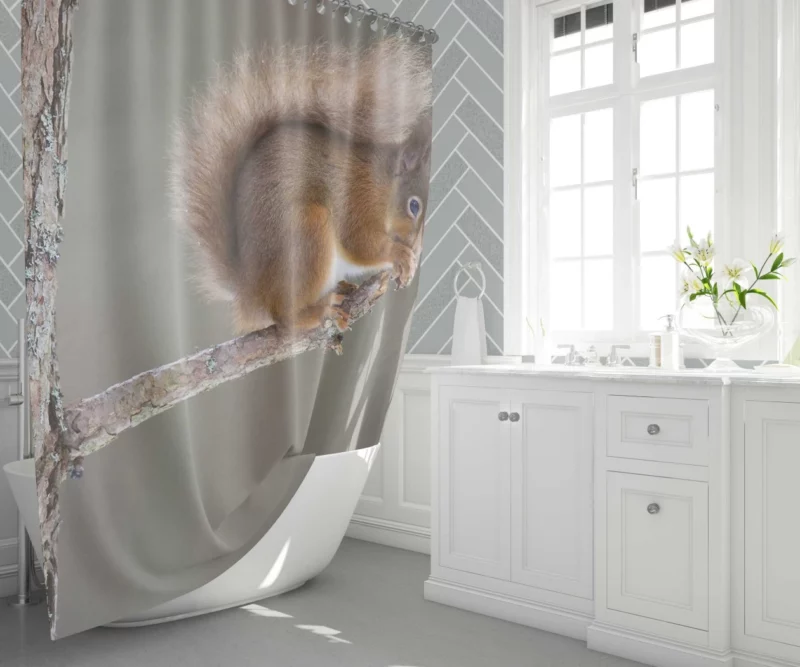 Squirrel Whiskers Curious Charm Shower Curtain 1