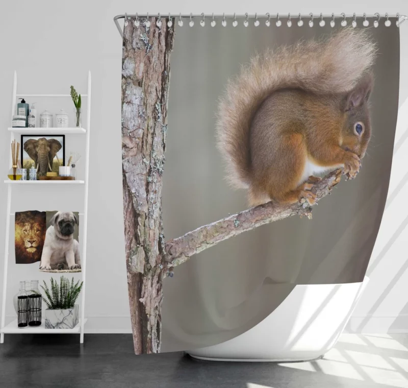 Squirrel Whiskers Curious Charm Shower Curtain