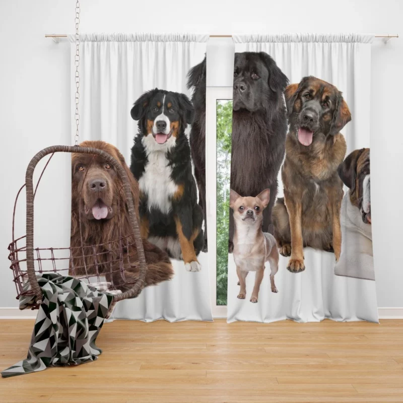 St Bernard Sennenhund & Chihuahua Curtain