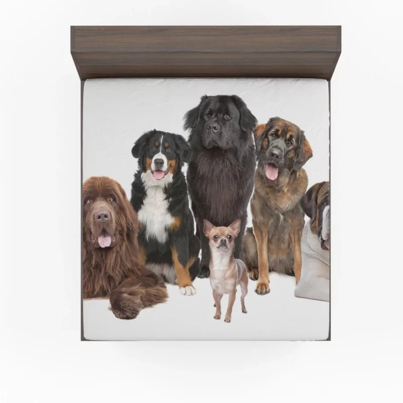 St Bernard Sennenhund & Chihuahua Fitted Sheet 1