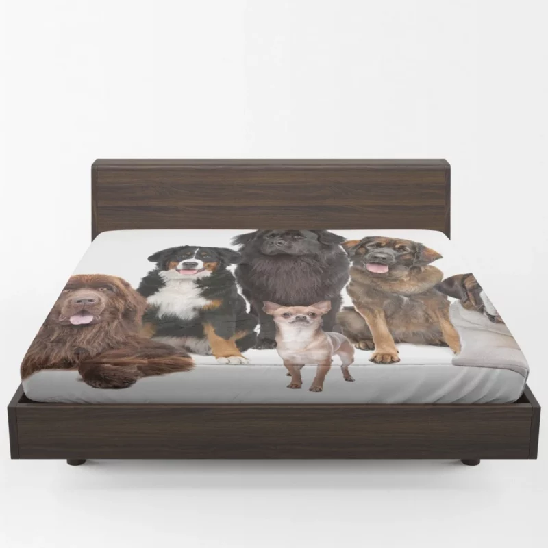 St Bernard Sennenhund & Chihuahua Fitted Sheet