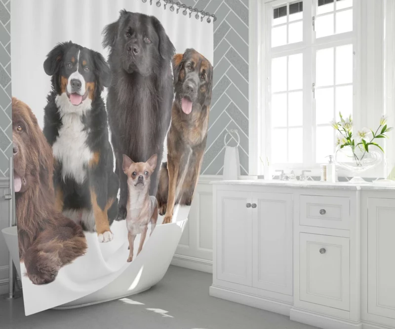 St Bernard Sennenhund & Chihuahua Shower Curtain 1