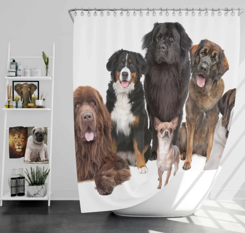 St Bernard Sennenhund & Chihuahua Shower Curtain