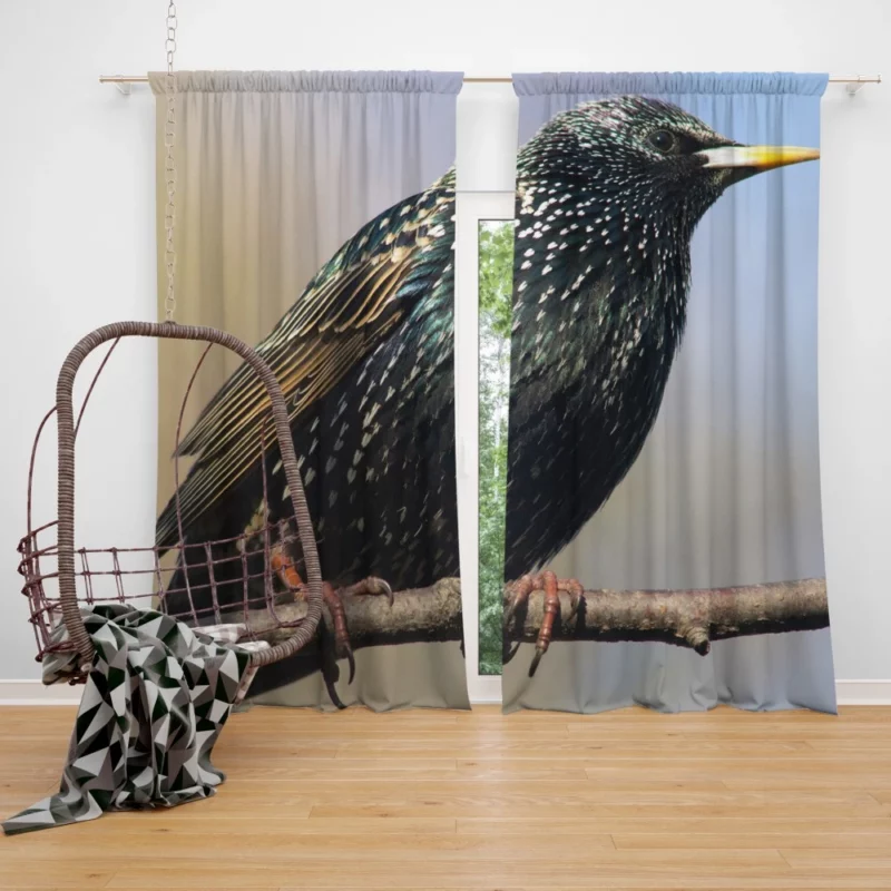 Starling Intricate Plumage Aerial Wonder Curtain