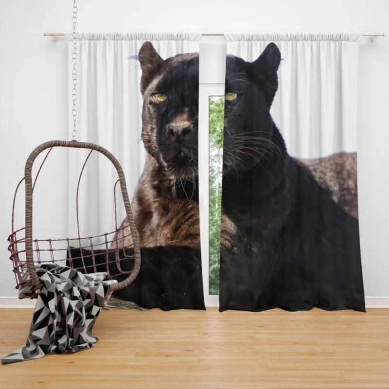 Stealthy Elegance Black Panther Grace Curtain