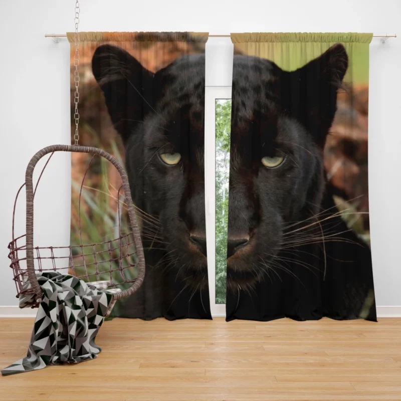 Stealthy Majesty Black Panther Aura Curtain