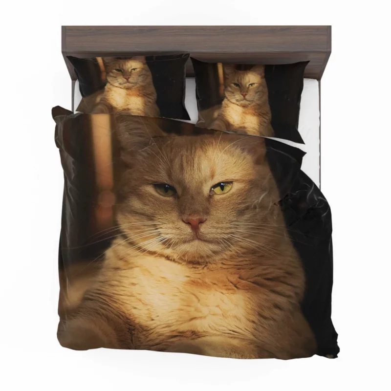 Striking Cat Stare Bedding Set 1