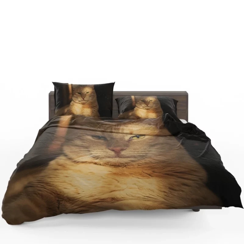 Striking Cat Stare Bedding Set