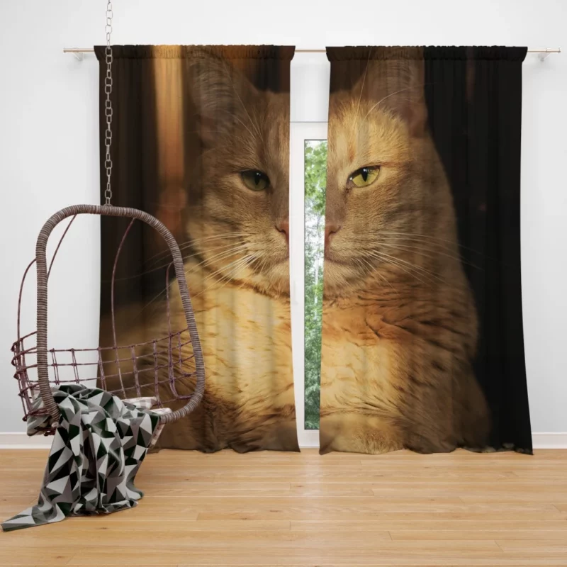 Striking Cat Stare Curtain