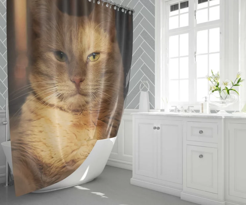 Striking Cat Stare Shower Curtain 1