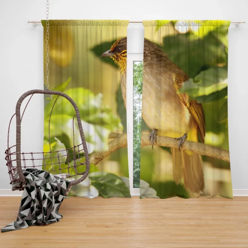 Stripe-Throated Bulbul Branch Harmony Curtain