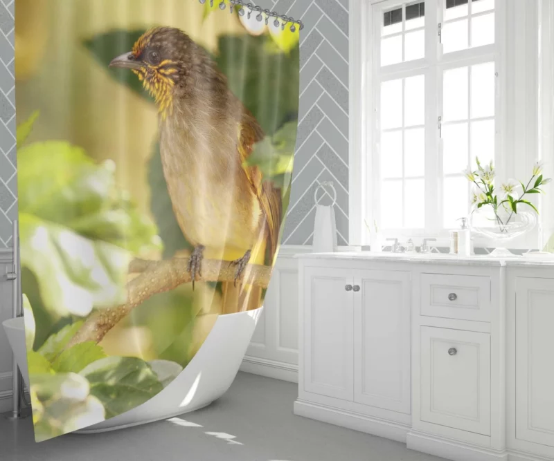 Stripe-Throated Bulbul Branch Harmony Shower Curtain 1