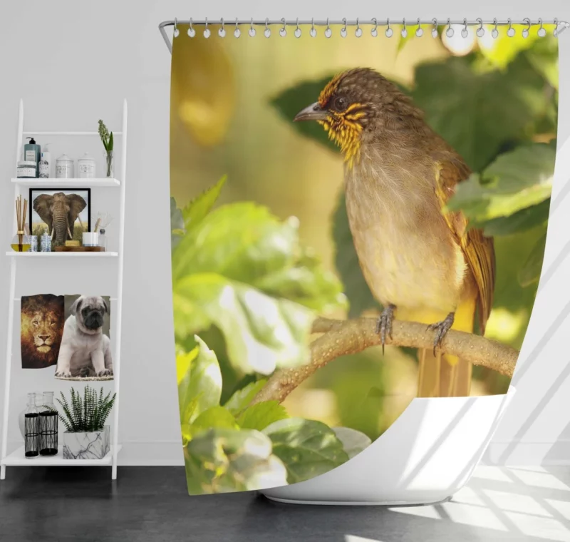 Stripe-Throated Bulbul Branch Harmony Shower Curtain