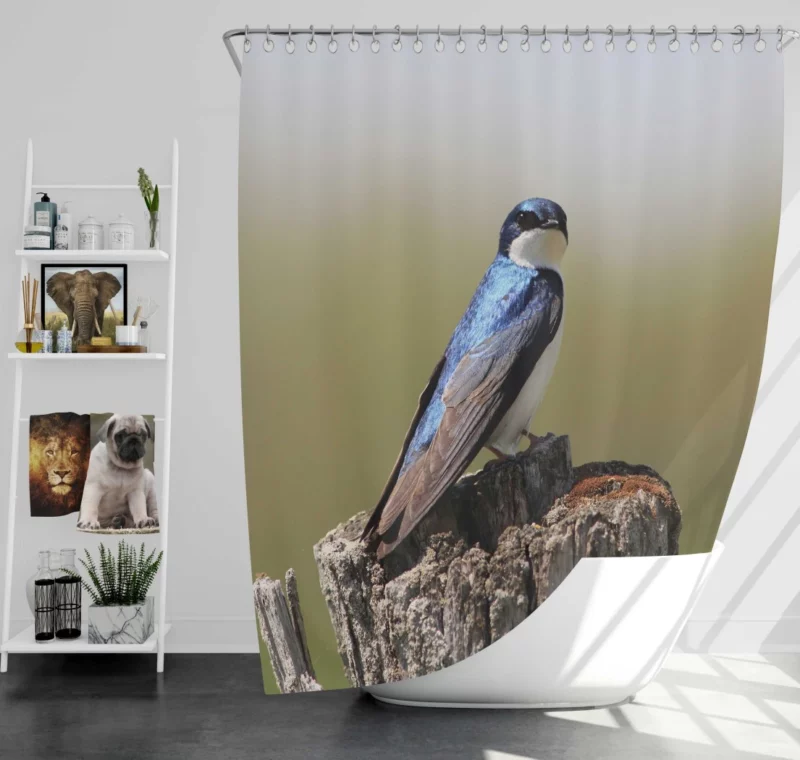 Swallow First Flight Wings Unfurled Shower Curtain