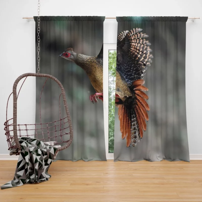 Swinhoe Pheasant Snowy Flight Wilderness Wonder Curtain