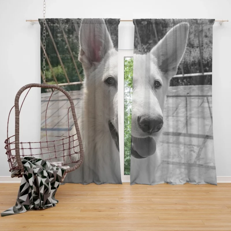 Swiss Shepherd Furry Family Heartwarming Curtain