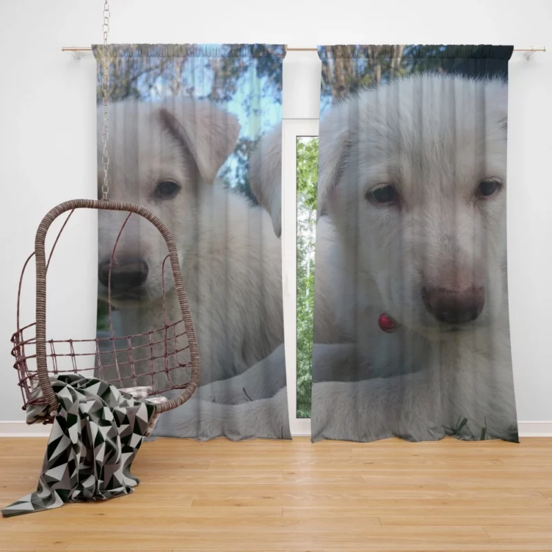 Swiss Shepherd Puppies Playful Companions Curtain