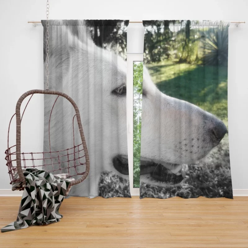 Swiss Shepherds Loyal and Playful Curtain