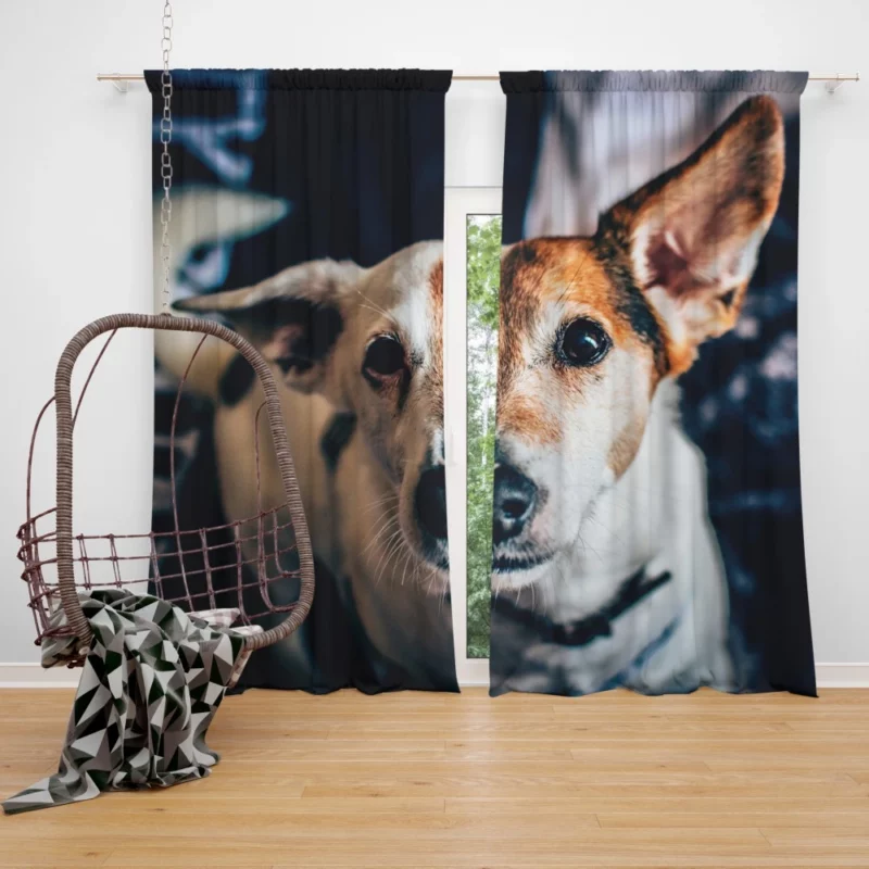 Terrier Muzzle in Focus Canine Grace Curtain