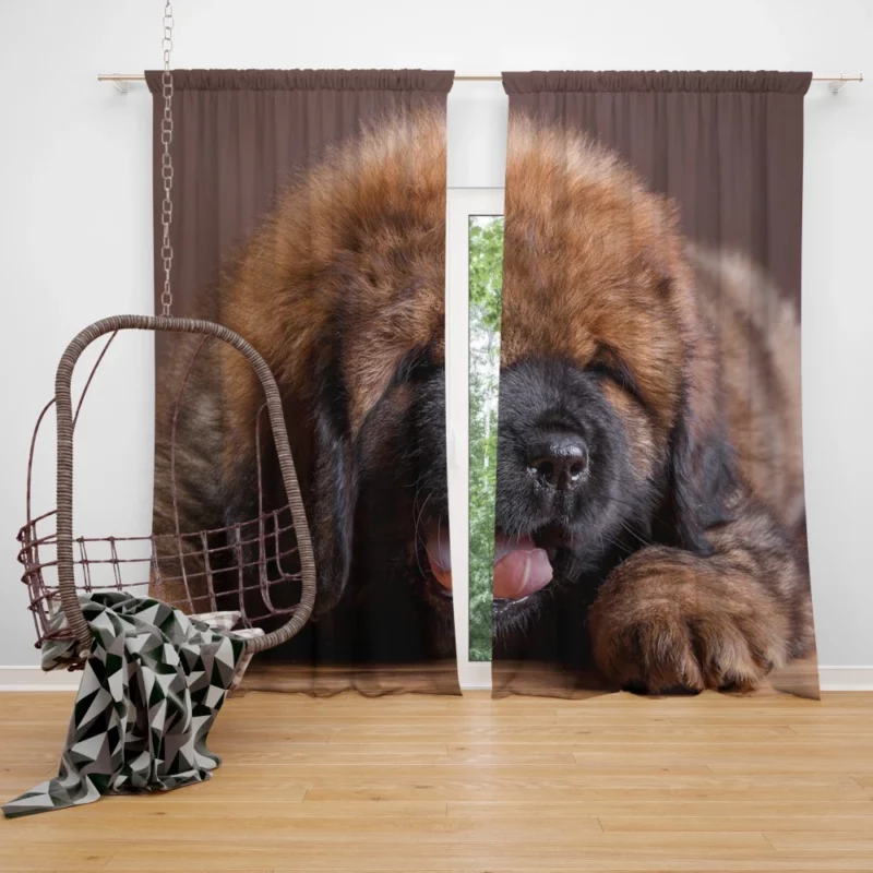 Tibetan Mastiff Enigmatic Aura Curtain