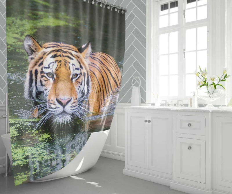 Tiger Aquatic Grace A Swim in Majesty Shower Curtain 1