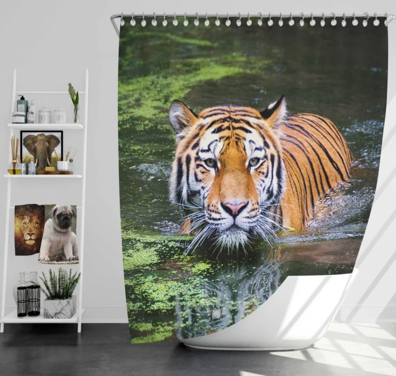 Tiger Aquatic Grace A Swim in Majesty Shower Curtain