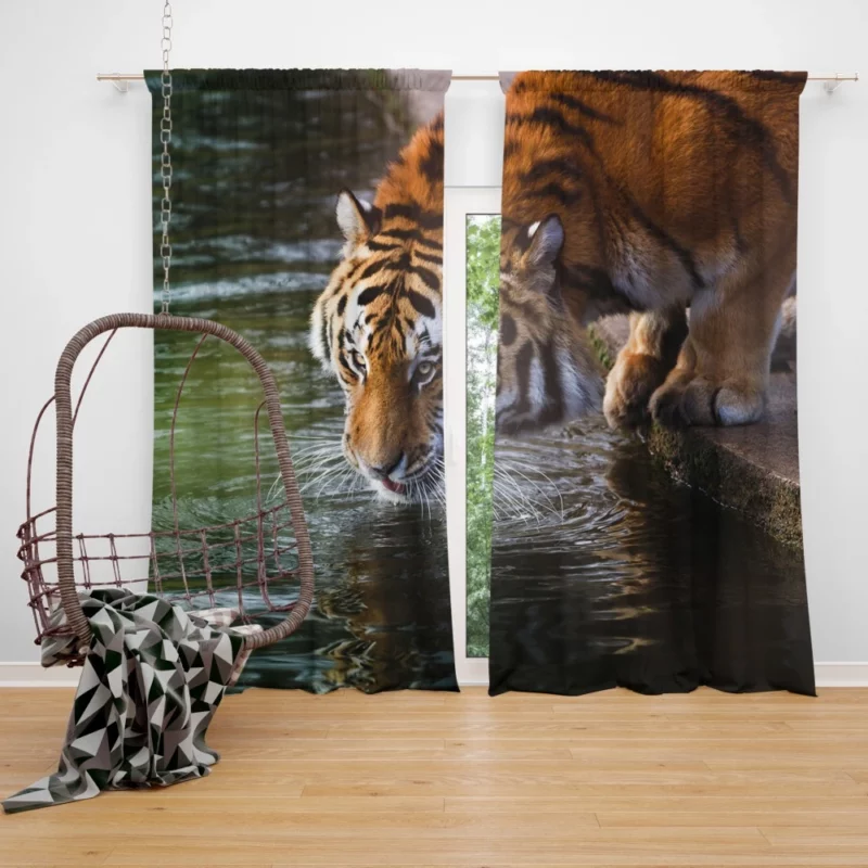 Tiger Bold Stance Wilderness Majesty Curtain