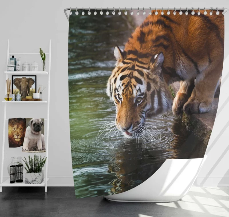 Tiger Bold Stance Wilderness Majesty Shower Curtain